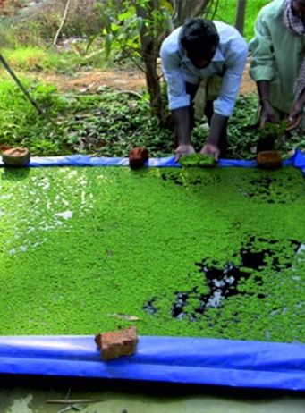 azolla beds silpaulin