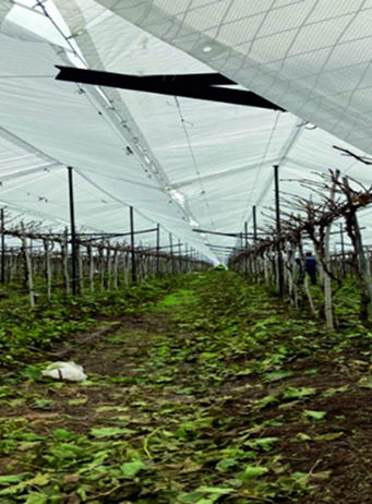 plant protection sheets silpaulin