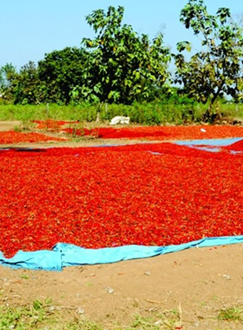 pre post harvest sheets silpaulin